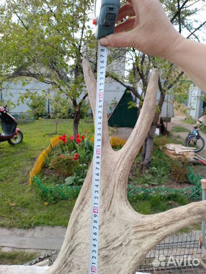 Продам рога лося