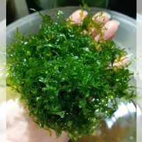 Аквариумные растения, Мариуполь