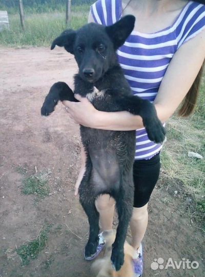 Маленькая собака в добрые руки