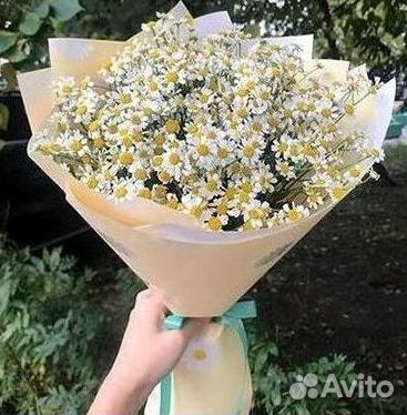 Цветы ромашки