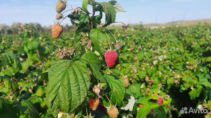 Рассада малины