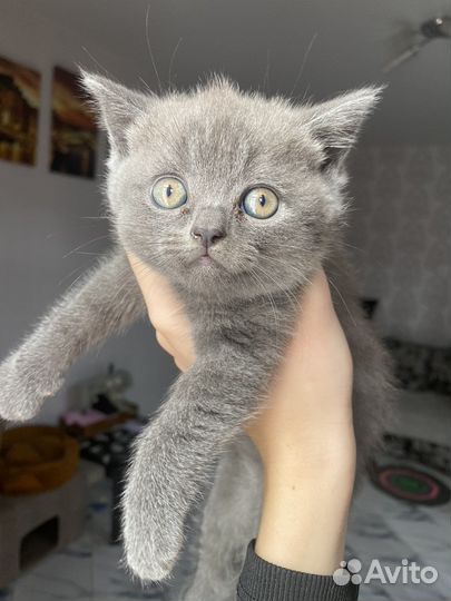 Британский вислоухий кот