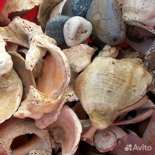 Морские раковины рапана, коряги