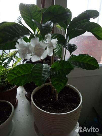 Табернемонтана