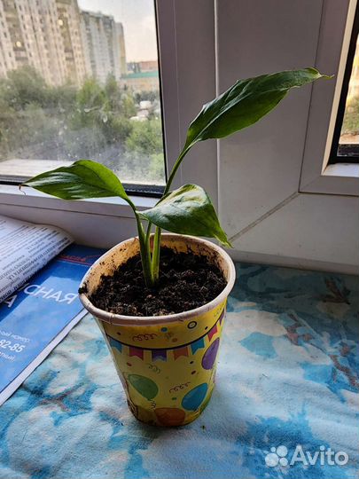 Спатифиллум