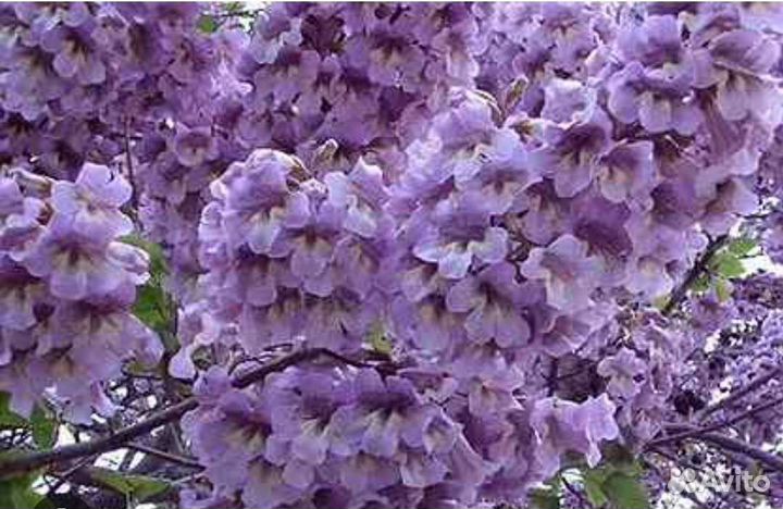 Саженцы павловния