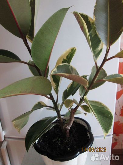 Продам цветы комнатные