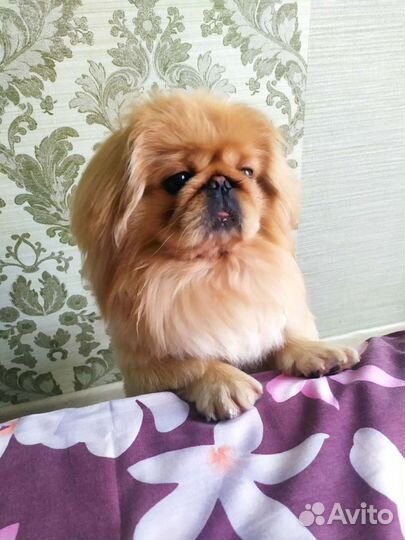 Вязка пекинеса