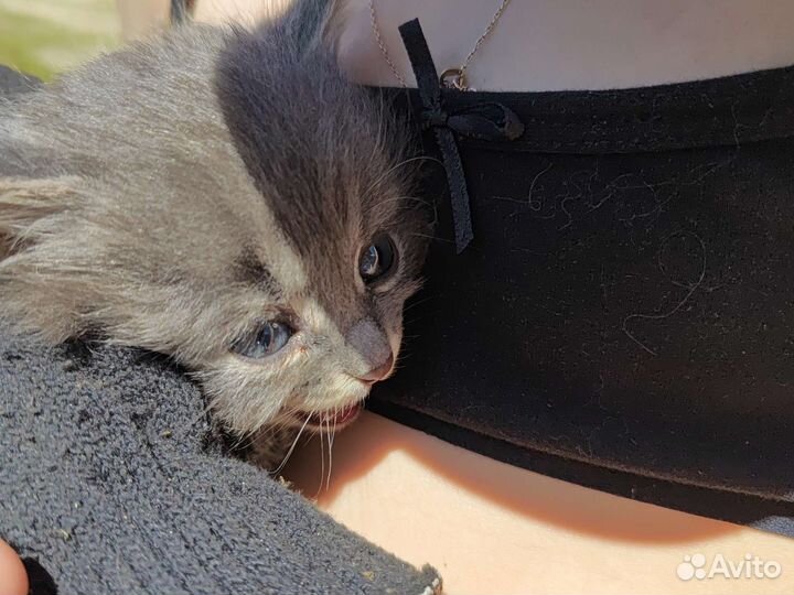 Котëнок серый