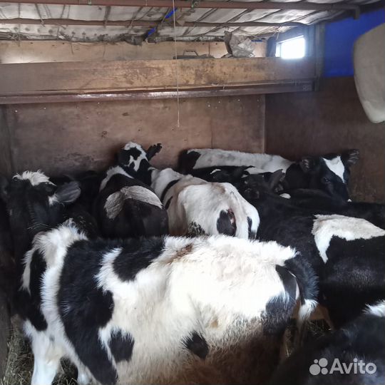 Телята бычки