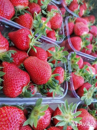 Рассада клубники