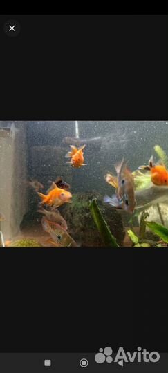 Золотые риукины