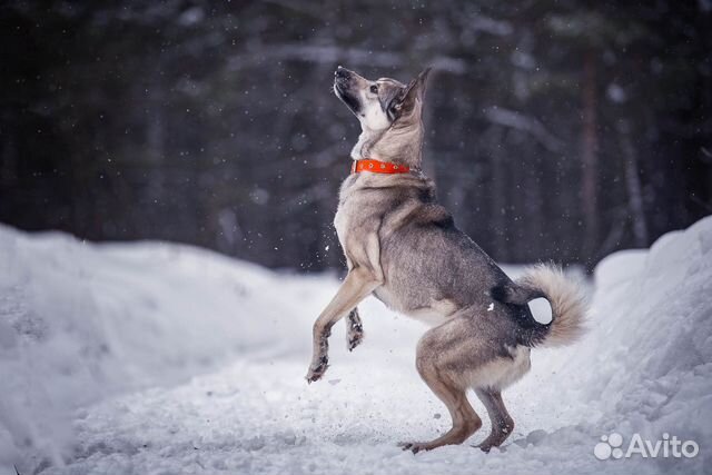 Собака в добрые руки