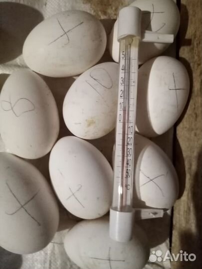 Яйцо гусиное инкубационное