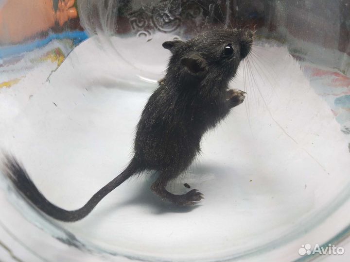 Песчанки монгольские