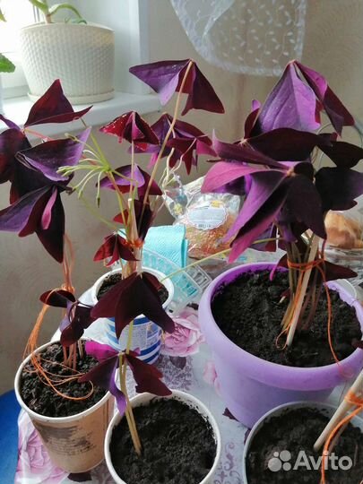 Кислица оксалис