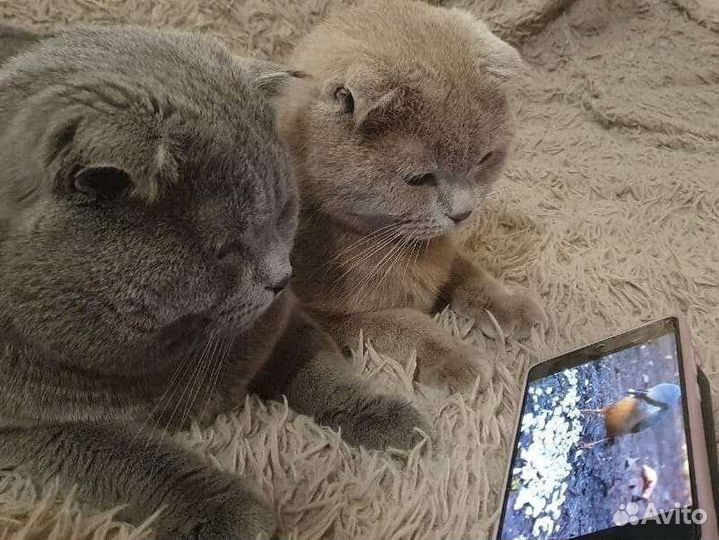 Британские котята