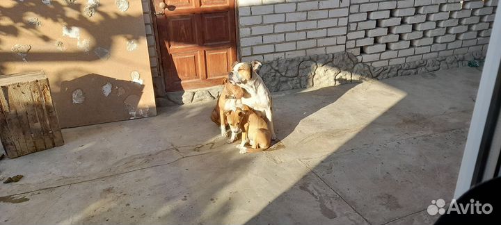 Продаю. Щенка Амбуль девочка. 4месяца