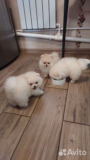 Щенки померанского шпица