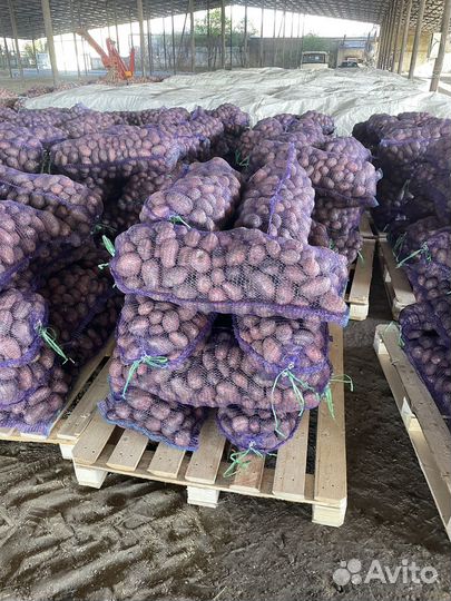 Продаю картофель оптом