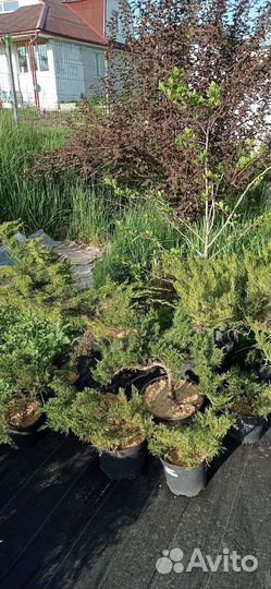 Можжевельник