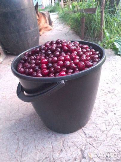 Вишня свежие ягоды