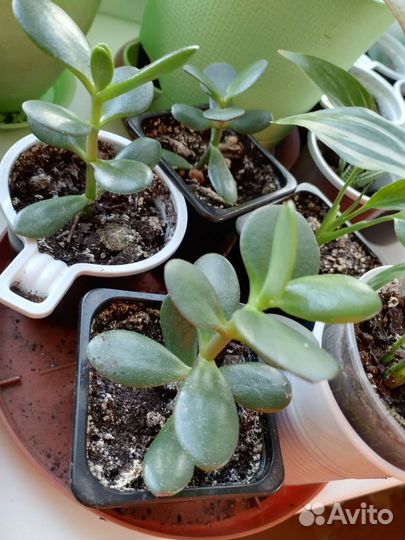 Толстянка, денежное дерево