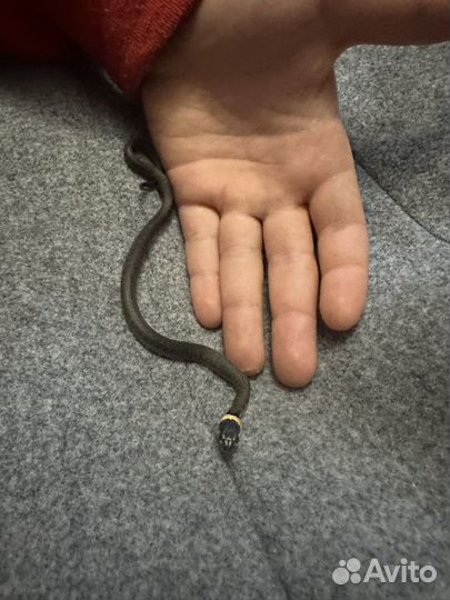 Уж ручной