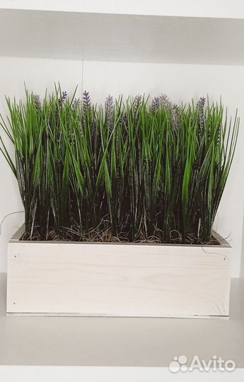 Осока в кашпо