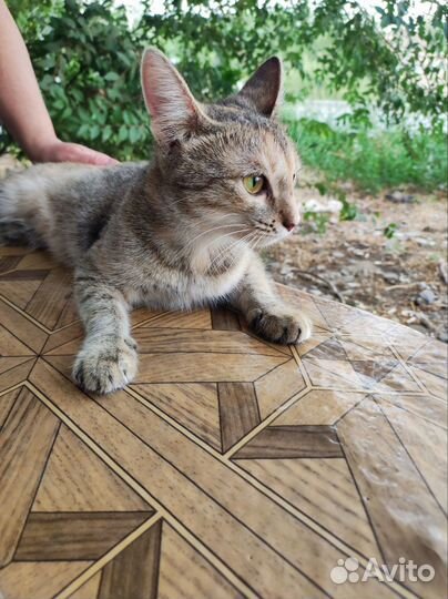 Кошечка 8 месяцев стерилизованная