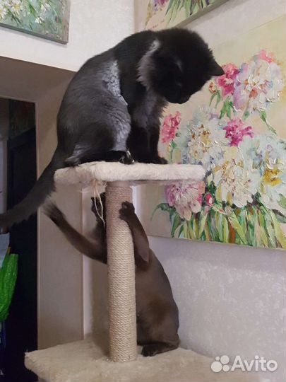 Передержка кошек, крыс и хомяков, свинок