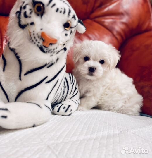 Мальтезе мини