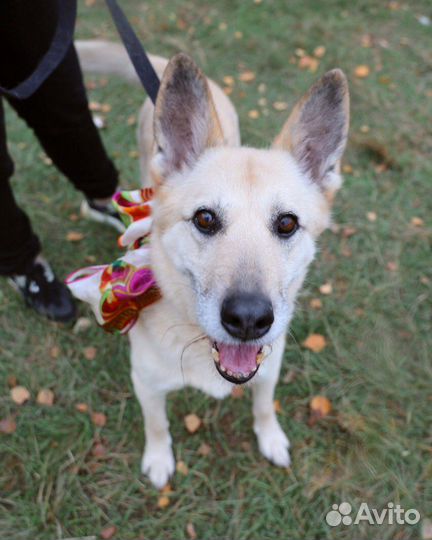 Собака Балта с больной лапой