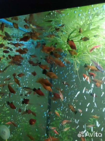 Данио Гло ; Меченосцы,Молинезии,Пецилии,Мох