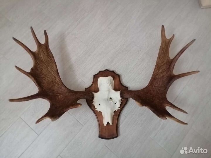 Продам рога лося