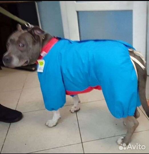 Комбенизоны для собак зима