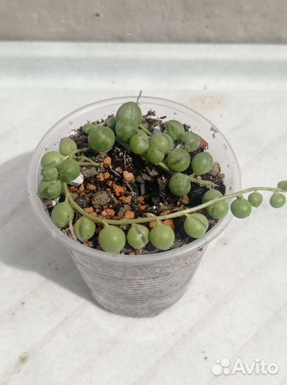 Крестовники разные виды