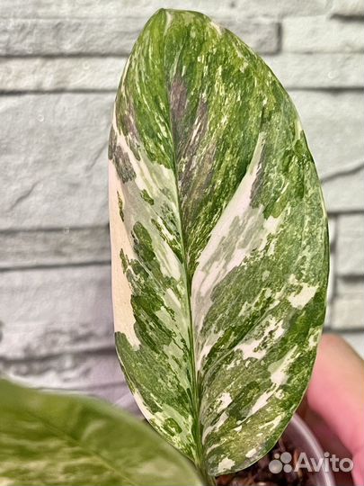 Монстера lechleriana variegated