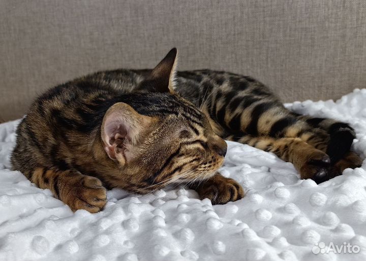 Бенгальская кошка