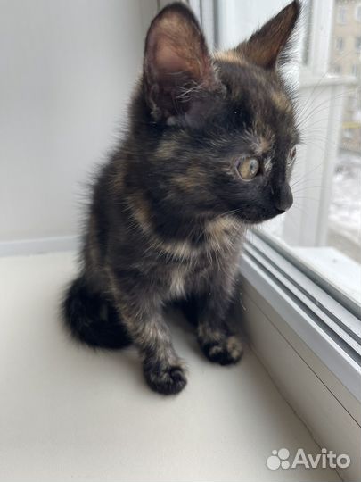 Котенок девочка 2 месяца