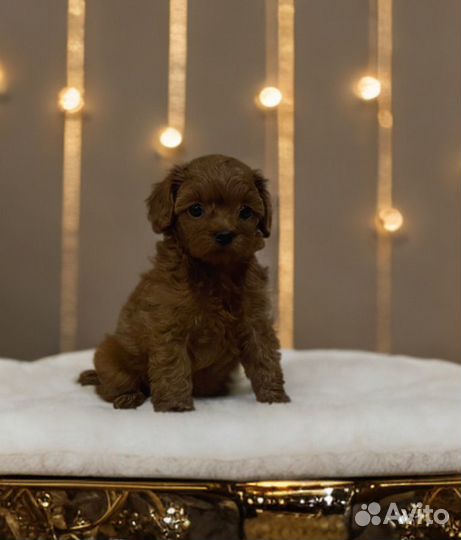 Мальтипу мини девочка