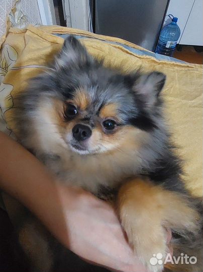 Ищем невесту