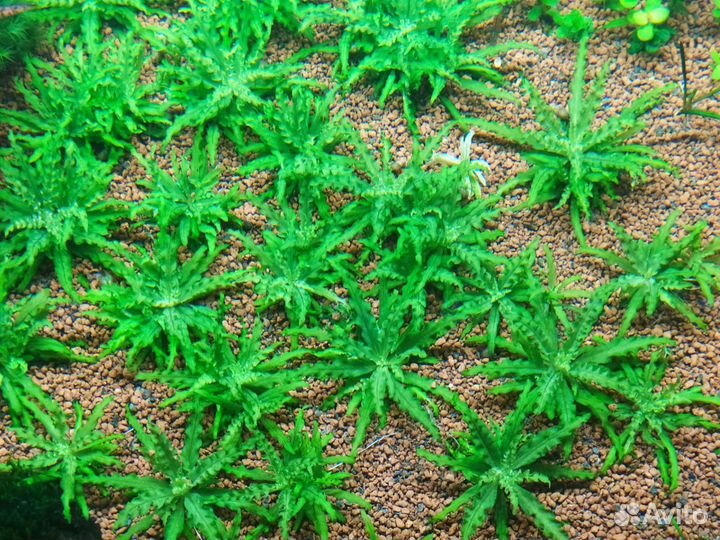 Маленькие аквариумные растения