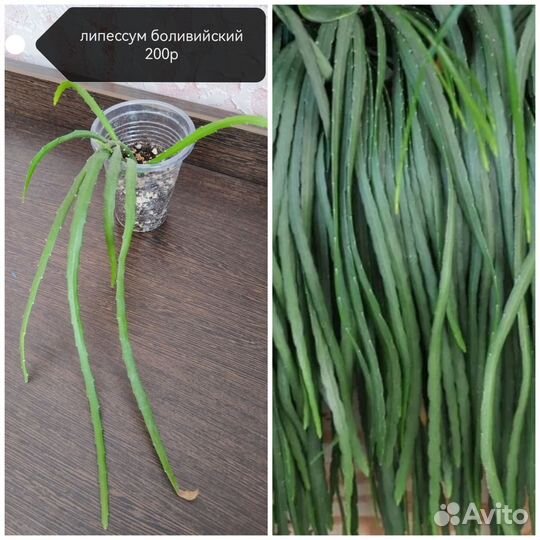 Хойи и липессум боливийский