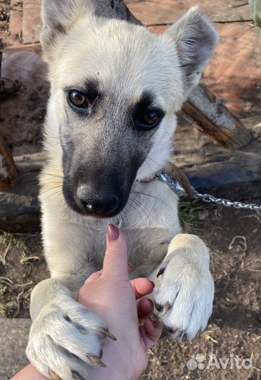 Щенок в добрые руки