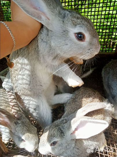 Продам крольчат