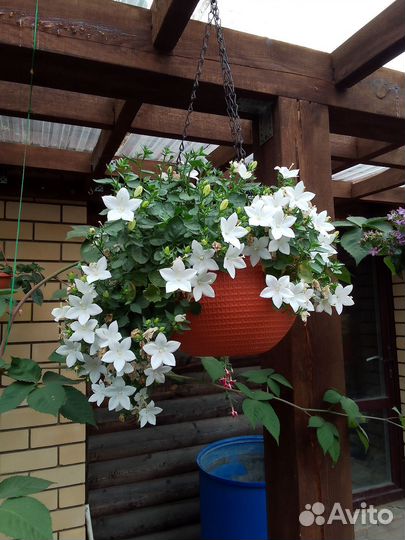 Кампанула, бегония