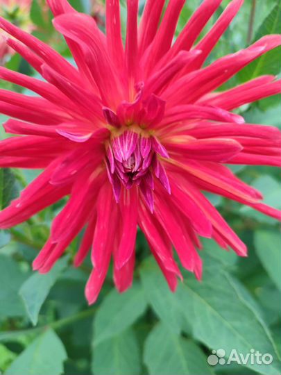 Георгины клубни