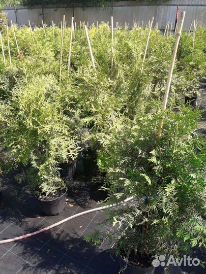 Туя брабант 100см