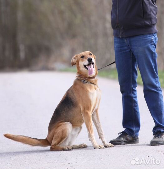 Мирочка- добрая собака ищет дом